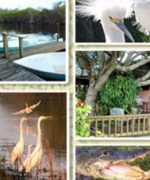 Airboats and Alligators