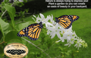 Butterfly Gardens