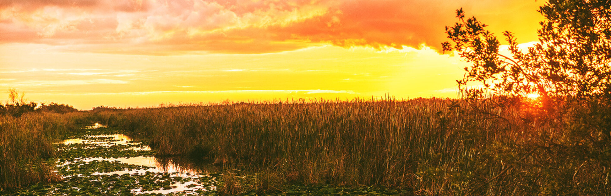 Everglades golden hour