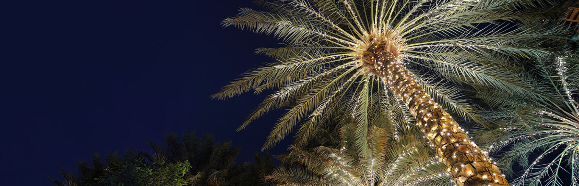 Palm tree with Christmas lights