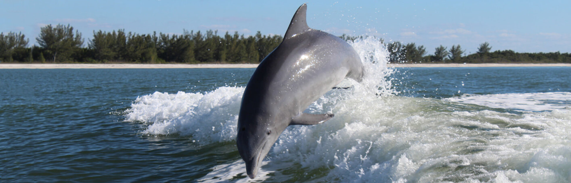 Dolphin jumping in boat wake